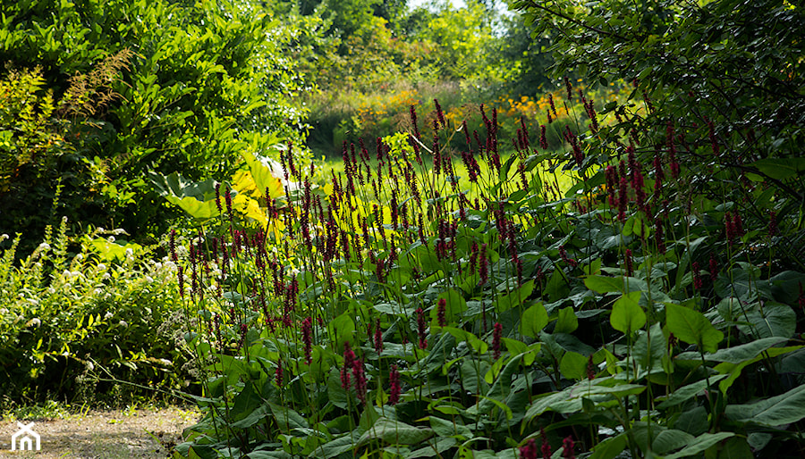 RABATA BYLINOWA PERSICARIA - zdjęcie od MAKI STUDIO MICHAŁ KACZMARCZYK