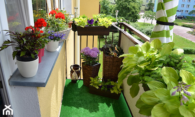 kolorowe rośliny balkonowe