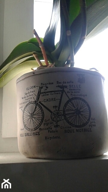 Kwiatek w rowerze - zdjęcie od awaria