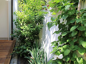 Prywatny ogród w barwach zieleni i bieli. - Mały z nawierzchnią pokrytą kostką brukową ogród tropika ... - zdjęcie od ZAPROJEKTOWANA