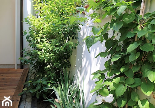 Prywatny ogród w barwach zieleni i bieli. - Mały z nawierzchnią pokrytą kostką brukową ogród tropikalny za domem - zdjęcie od ZAPROJEKTOWANA