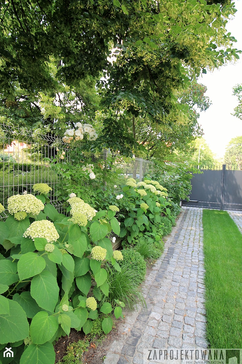 Prywatny ogród w barwach zieleni i bieli. - Ogród - zdjęcie od ZAPROJEKTOWANA