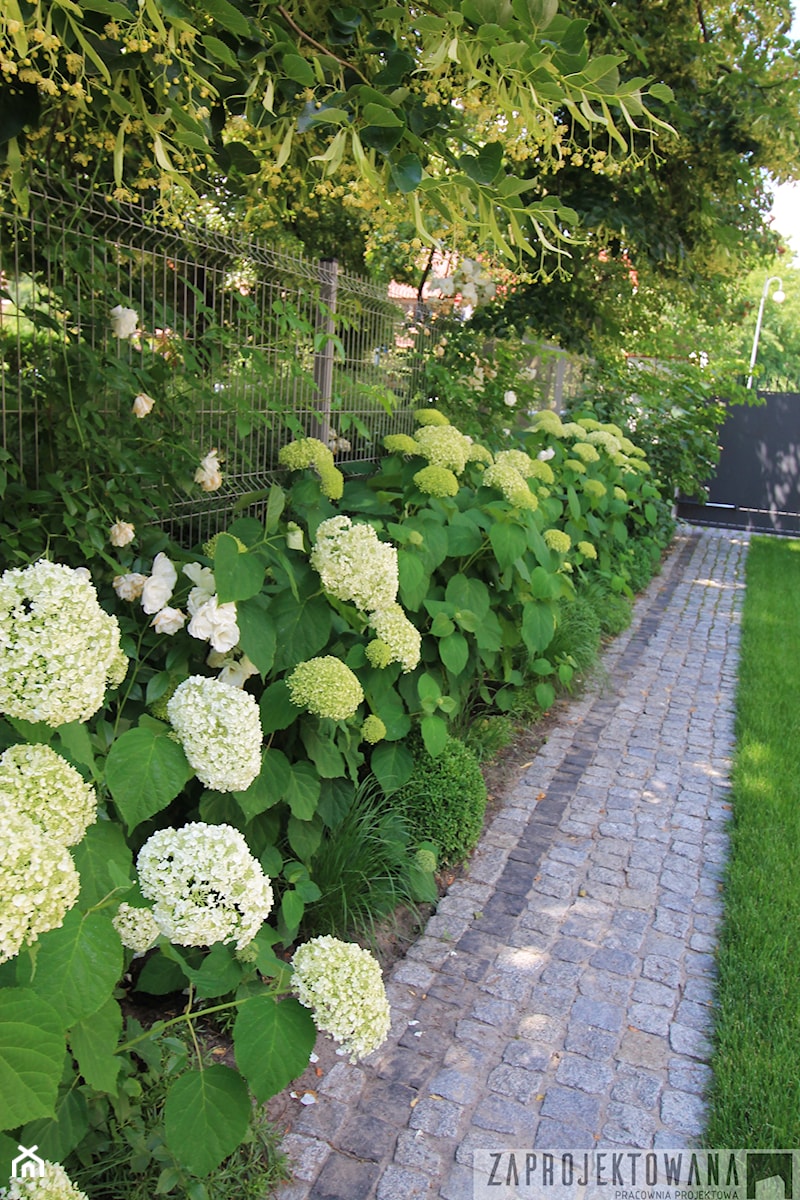 Prywatny ogród w barwach zieleni i bieli. - Ogród - zdjęcie od ZAPROJEKTOWANA