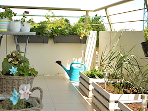 Zioła na balkonie – uprawa, sadzenie, lista ziół jednorocznych i wieloletnich