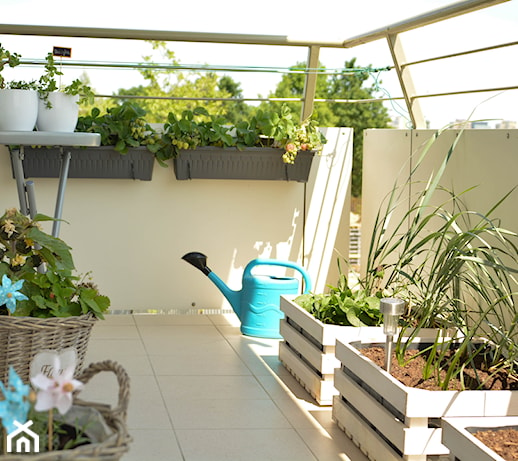 Zioła na balkonie – uprawa, sadzenie, lista ziół jednorocznych i wieloletnich