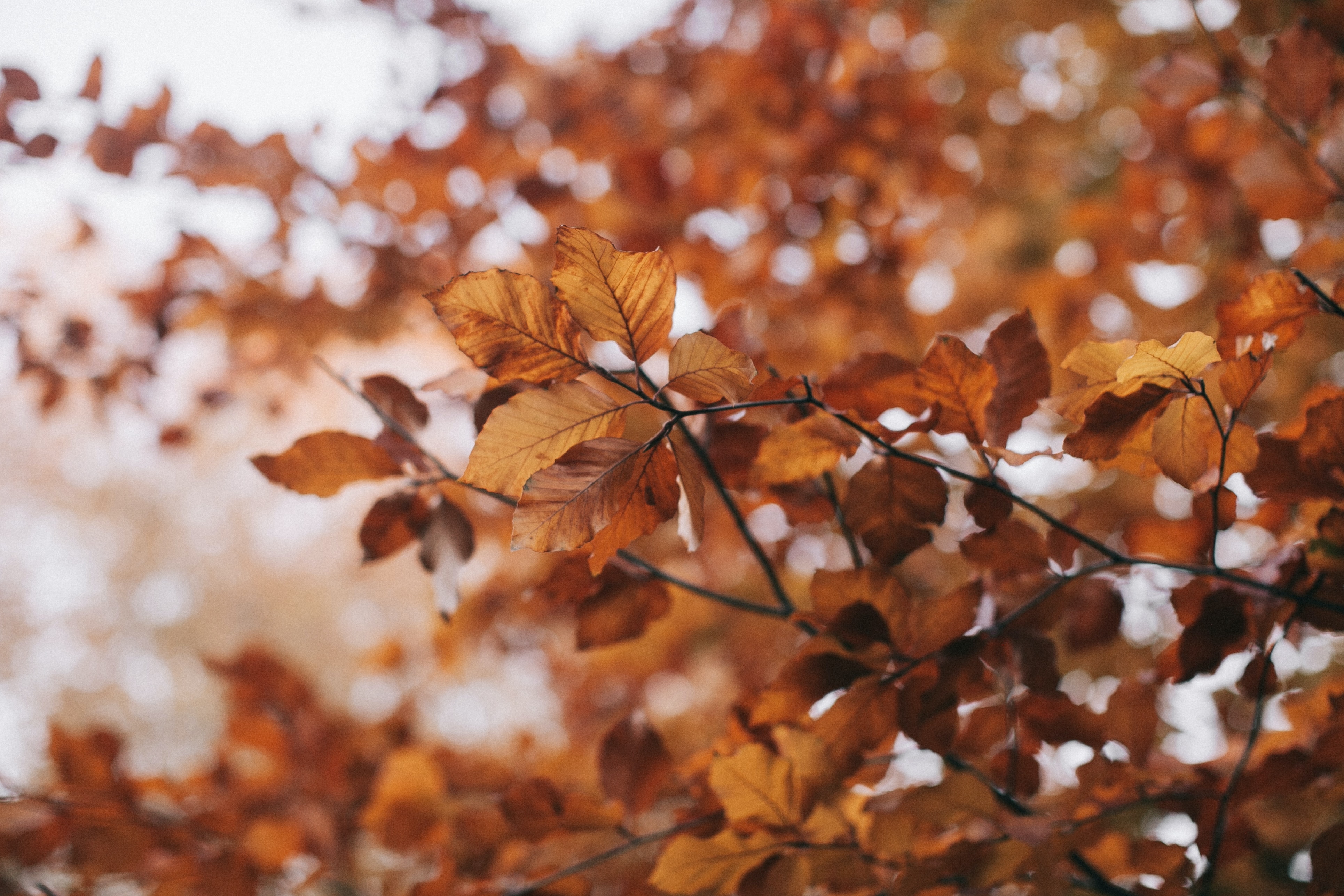 Bogactwo kolorów, czyli charakterystyka jesieni