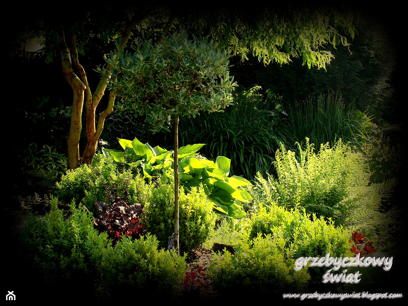 grzebyczkowy świat - Ogród - zdjęcie od Jolanta Grzebyk - Homebook