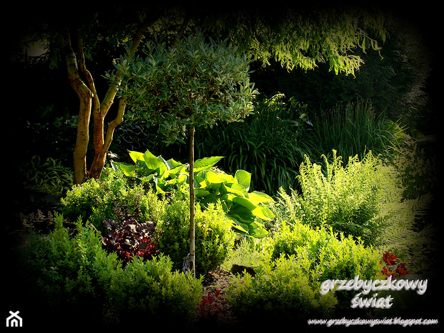grzebyczkowy świat - Ogród - zdjęcie od Jolanta Grzebyk