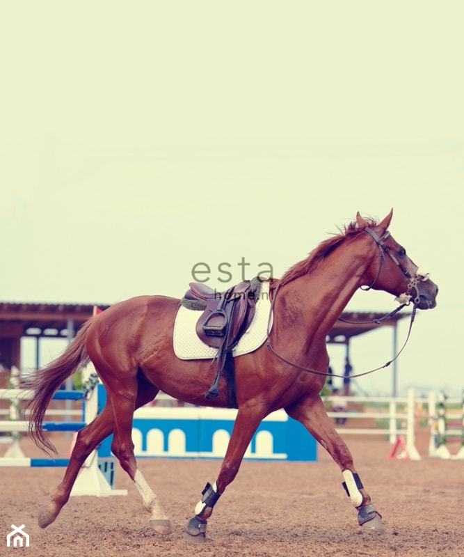 Tapeta koń wyścigowy - zdjęcie od Ardeko