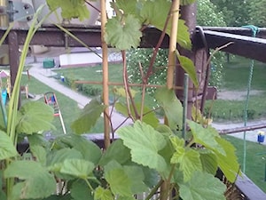 winogron i jezyna - zdjęcie od Ewelina Krzosek-zajma