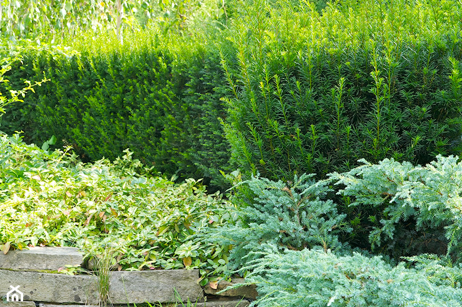 Ogród pełen zieleni - Ogród, styl tradycyjny - zdjęcie od Pracownia Projektowa Architektury Krajobrazu Januszówka