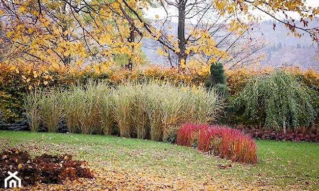 trawy dekoracyjne do ogrodu