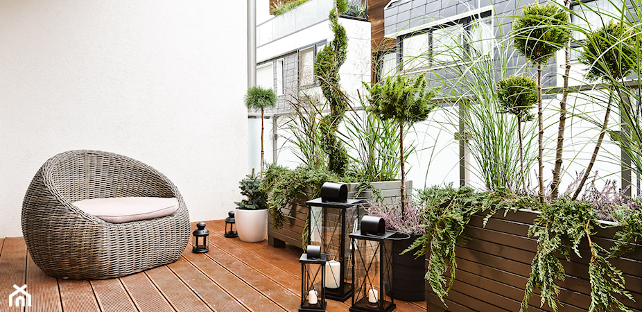 Jak pielęgnować rośliny balkonowe?