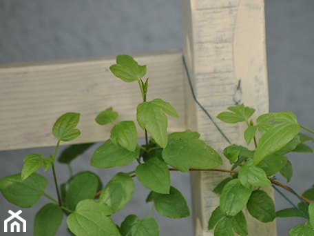 Aranżacje wnętrz - : clematis podarowany od babci vel teściowej :) może jeszcze w tym roku zakwitnie... - Sylwia Kaliszewska. Przeglądaj, dodawaj i zapisuj najlepsze zdjęcia, pomysły i inspiracje designerskie. W bazie mamy już prawie milion fotografii!