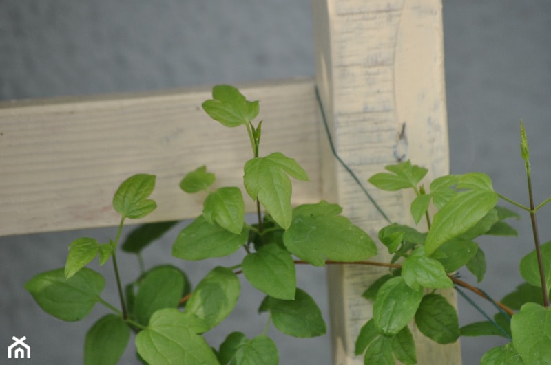 clematis podarowany od babci vel teściowej :) może jeszcze w tym roku zakwitnie... - zdjęcie od Sylwia Kaliszewska - Homebook