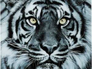 Obraz Face Tiger 80x80 cm - zdjęcie od Living Art Meble