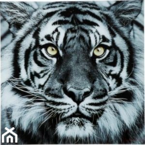 Obraz Face Tiger 80x80 cm - zdjęcie od Living Art Meble