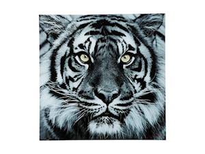 Obraz Face Tiger 80x80 cm - zdjęcie od Living Art Meble