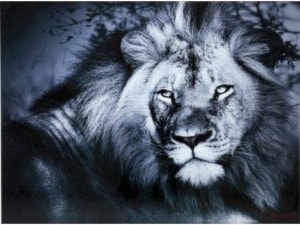 Obraz Lion King Lying 120x160 cm - zdjęcie od Living Art Meble