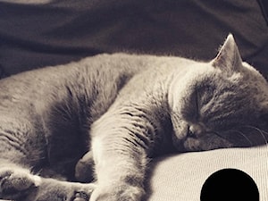 Leżanki dla kotów - zdjęcie od Louna