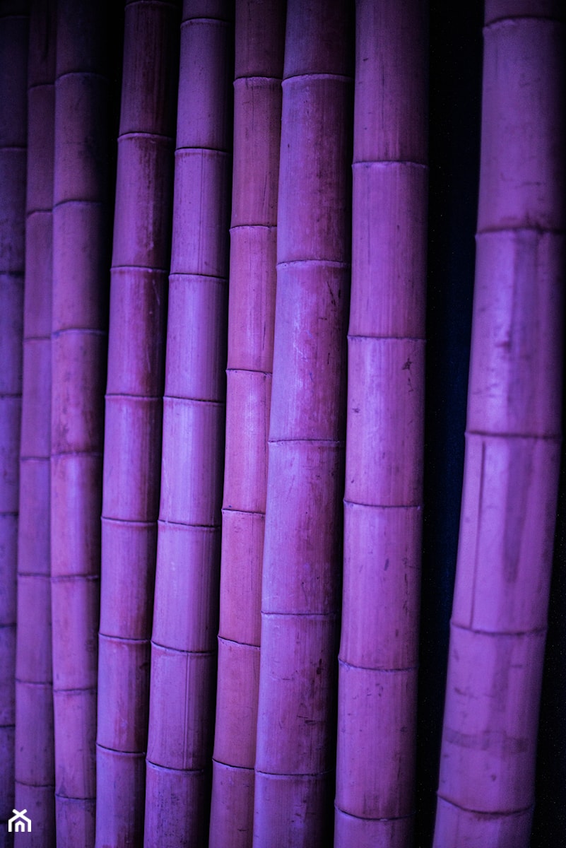 scianka bambusowa - zdjęcie od leszekcholka
