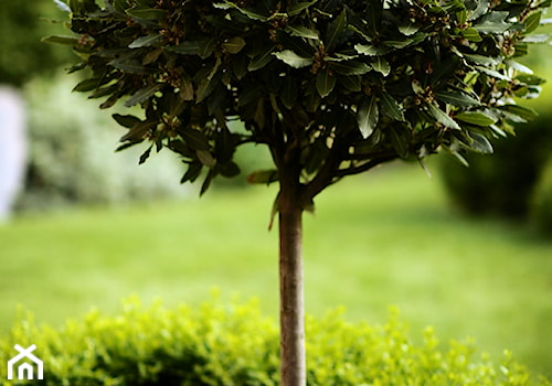 Klasyczny, formalny - Średni ogród za domem - zdjęcie od Green Point Garden Design