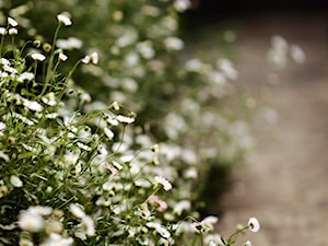 Klasyczny, formalny - Ogród - zdjęcie od Green Point Garden Design