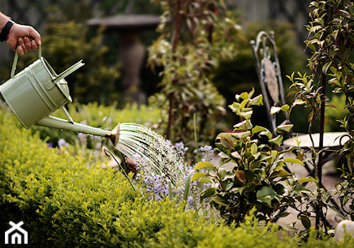 Klasyczny, formalny - Średni ogród za domem - zdjęcie od Green Point Garden Design