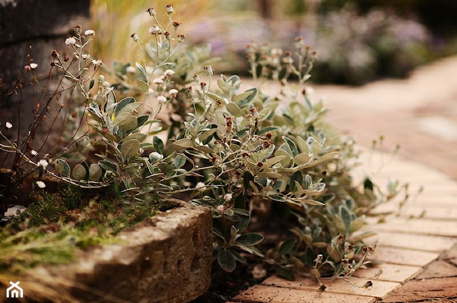 - zdjęcie od Green Point Garden Design