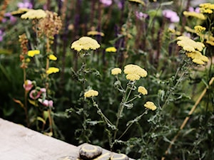 Miejski ogrod - Ogród, styl tradycyjny - zdjęcie od Green Point Garden Design