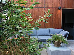 Zielony taras w apartamentowcu - zdjęcie od Miejskie Ziele
