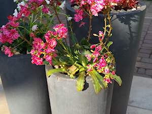 Średni z donicami na kwiaty taras z tyłu domu, styl nowoczesny - zdjęcie od Miejskie Ziele