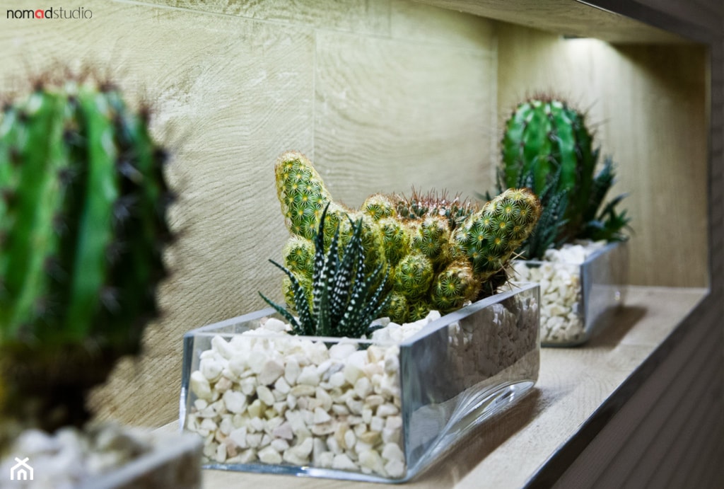 kaktusy w łazience