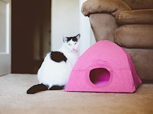 Jak zrobić namiot dla kota? DIY