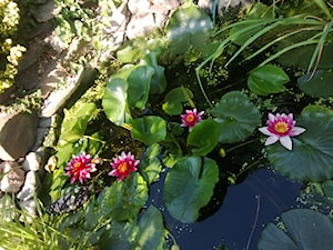 już wkrótce zakwitnie lilia wodna - zdjęcie od Paweł Kopniewski
