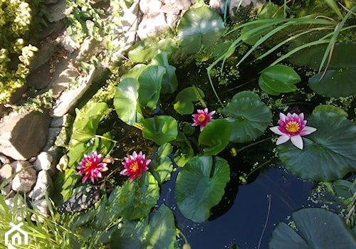już wkrótce zakwitnie lilia wodna - zdjęcie od Paweł Kopniewski