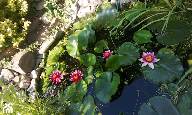 oczko wodne pełne kwitnących lilii