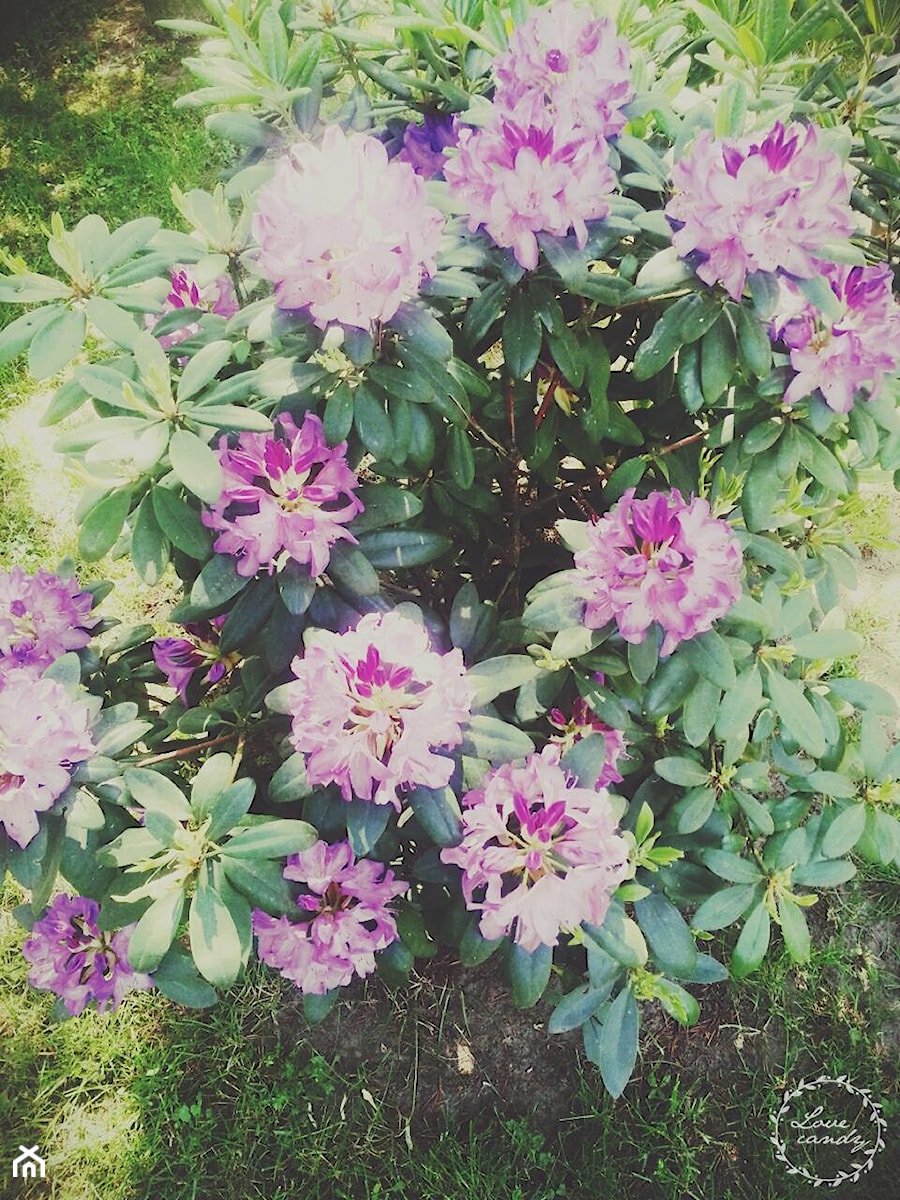 kwiaty w ogrodzie - zdjęcie od adddg