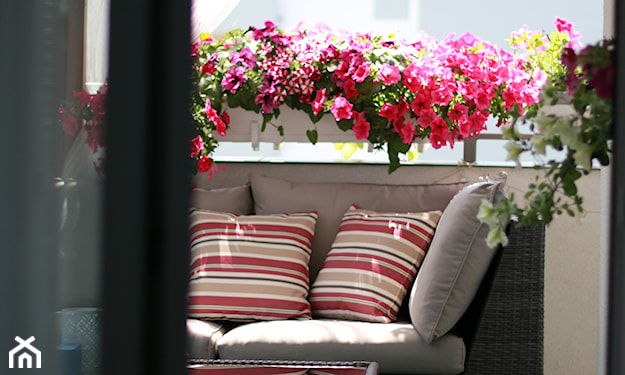 kwiaty do skrzynek na słoneczny balkon