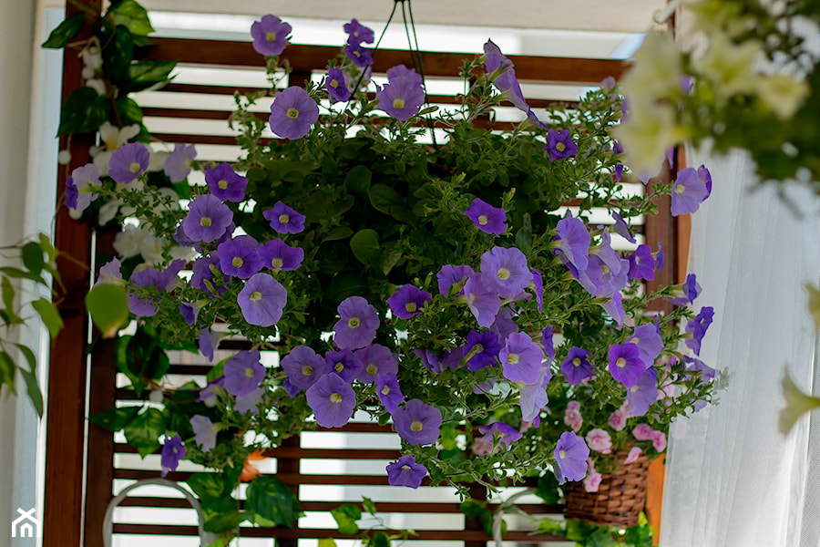 Nasza oaza - Średni z donicami na kwiaty taras z przodu domu z tyłu domu - zdjęcie od Iwona KD