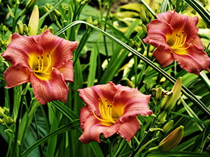 kwitną liliowce - zdjęcie od Franciszek Grzegoszczyk