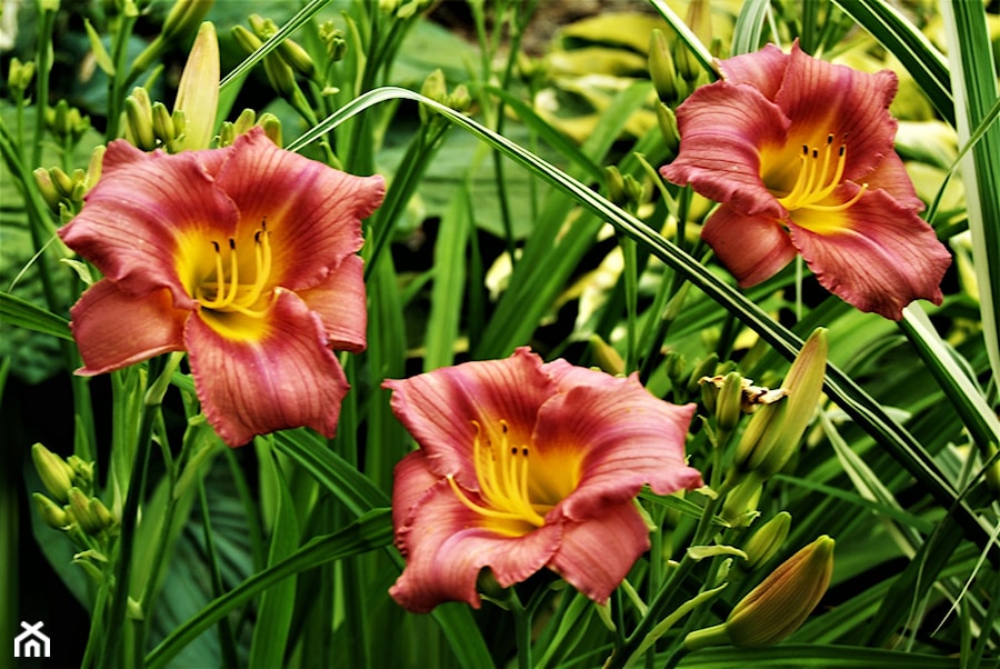 kwitną liliowce - zdjęcie od Franciszek Grzegoszczyk