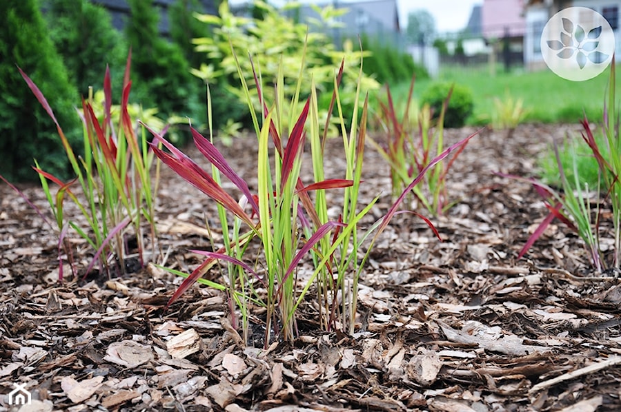 Imperata cylindryczna 'Red Baron' - zdjęcie od ARCADINES Pracownia Architektury Krajobrazu