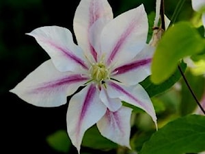 Powojnik 'Andromeda' - Clematis 'Andromeda' - zdjęcie od Travo