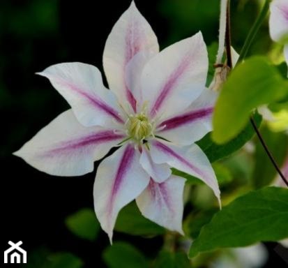 Powojnik 'Andromeda' - Clematis 'Andromeda' - zdjęcie od Travo - Homebook