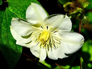 Powojnik 'Guernsey Cream'- Clematis 'Guernsey Cream' - zdjęcie od Travo