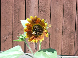 Barwny Słonecznik - zdjęcie od Travo