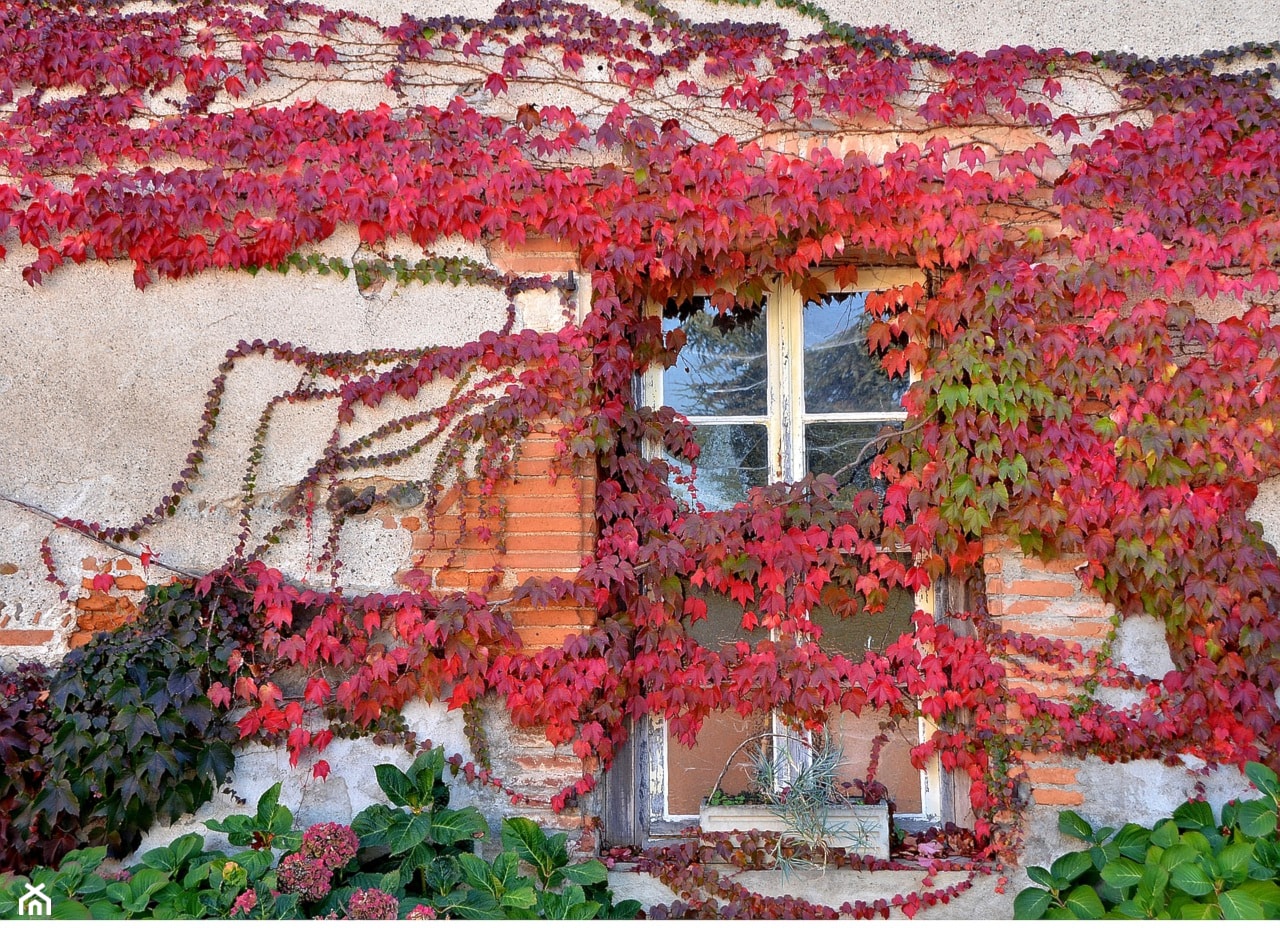 Czerwona ściana - zdjęcie od Travo - Homebook