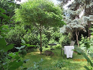 zielony z kotem - Ogród - zdjęcie od Izabella Grenke
