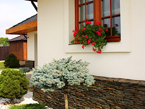Okna - Średni z nawierzchnią pokrytą kostką brukową ogród przed domem - zdjęcie od Stolbud Włoszczowa S.A./Grupa Koronea